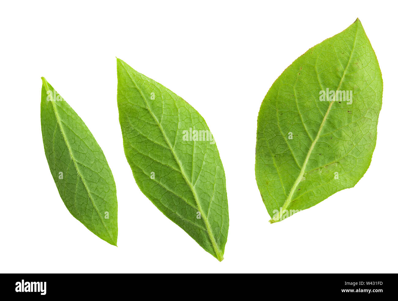 Close-up torna il verde delle foglie del mirtillo palustre (blu mirtilli neri - Vaccinium corymbosum). Isolato su sfondo bianco. Foto Stock