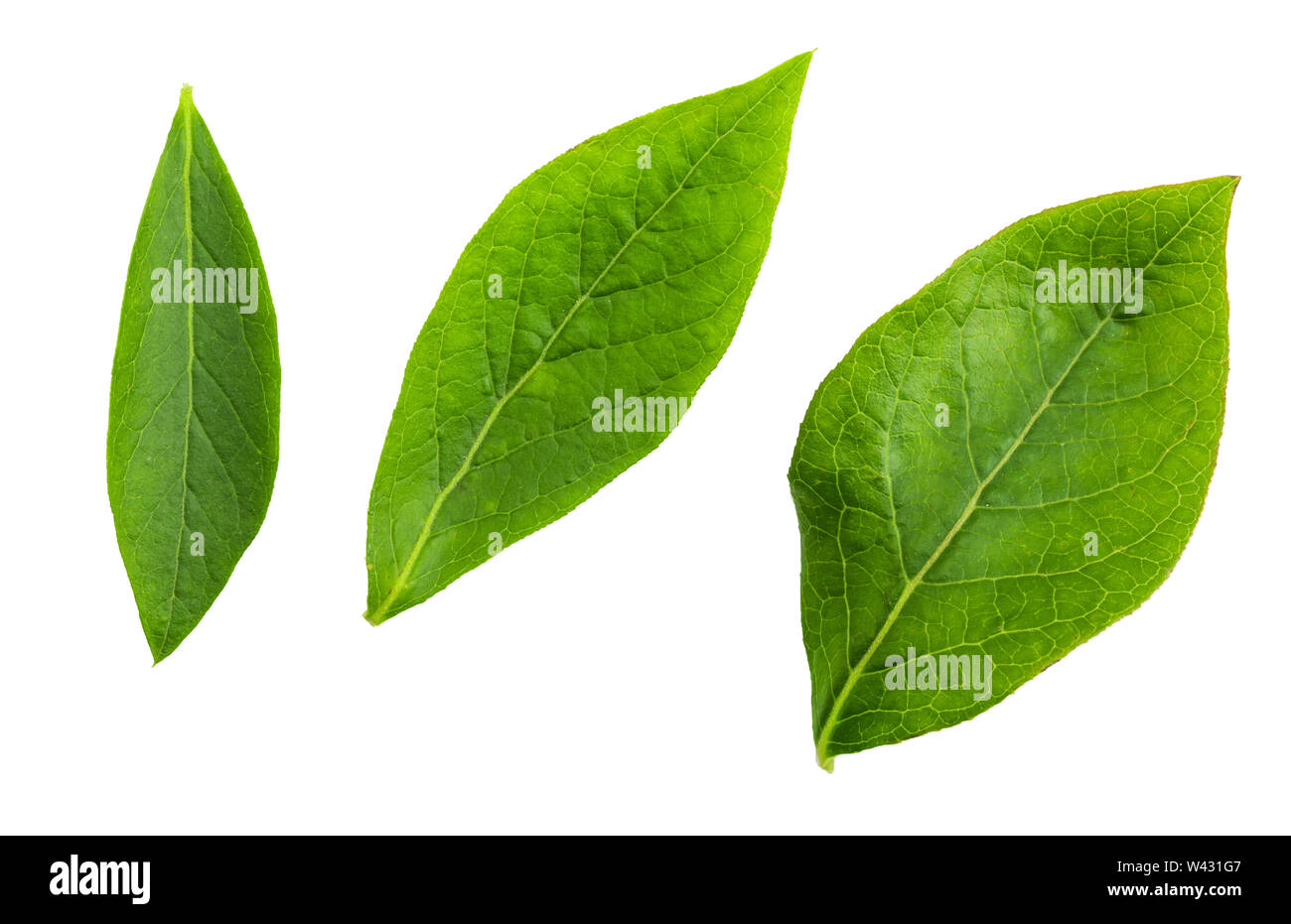 Close-up front foglie verdi di mirtillo palustre (blu mirtilli neri - Vaccinium corymbosum). Isolato su sfondo bianco. Foto Stock