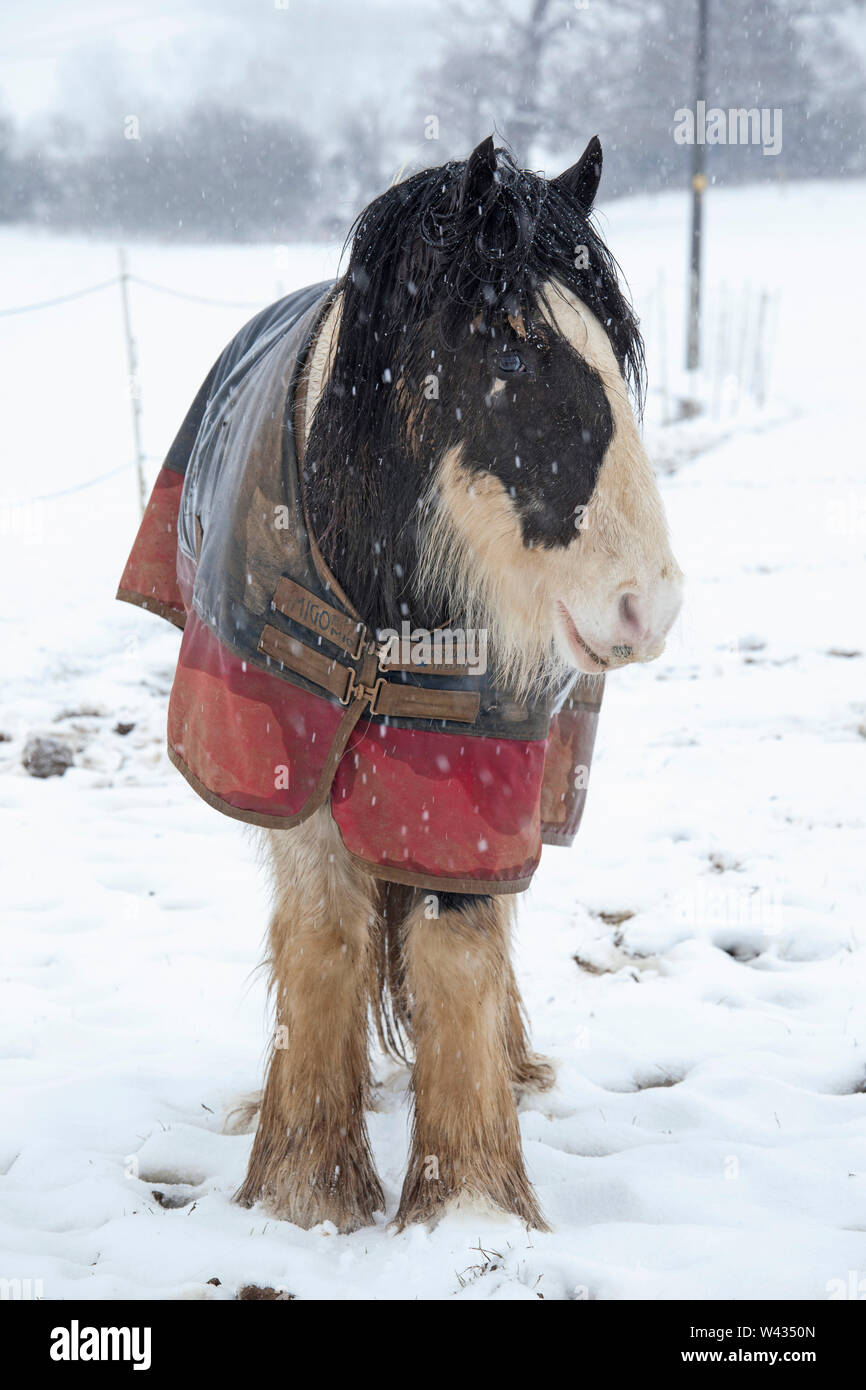 Il cavallo in rivestimenti protettivi catturati in una tempesta di neve, Hertfordshire, Inghilterra, Regno Unito Foto Stock
