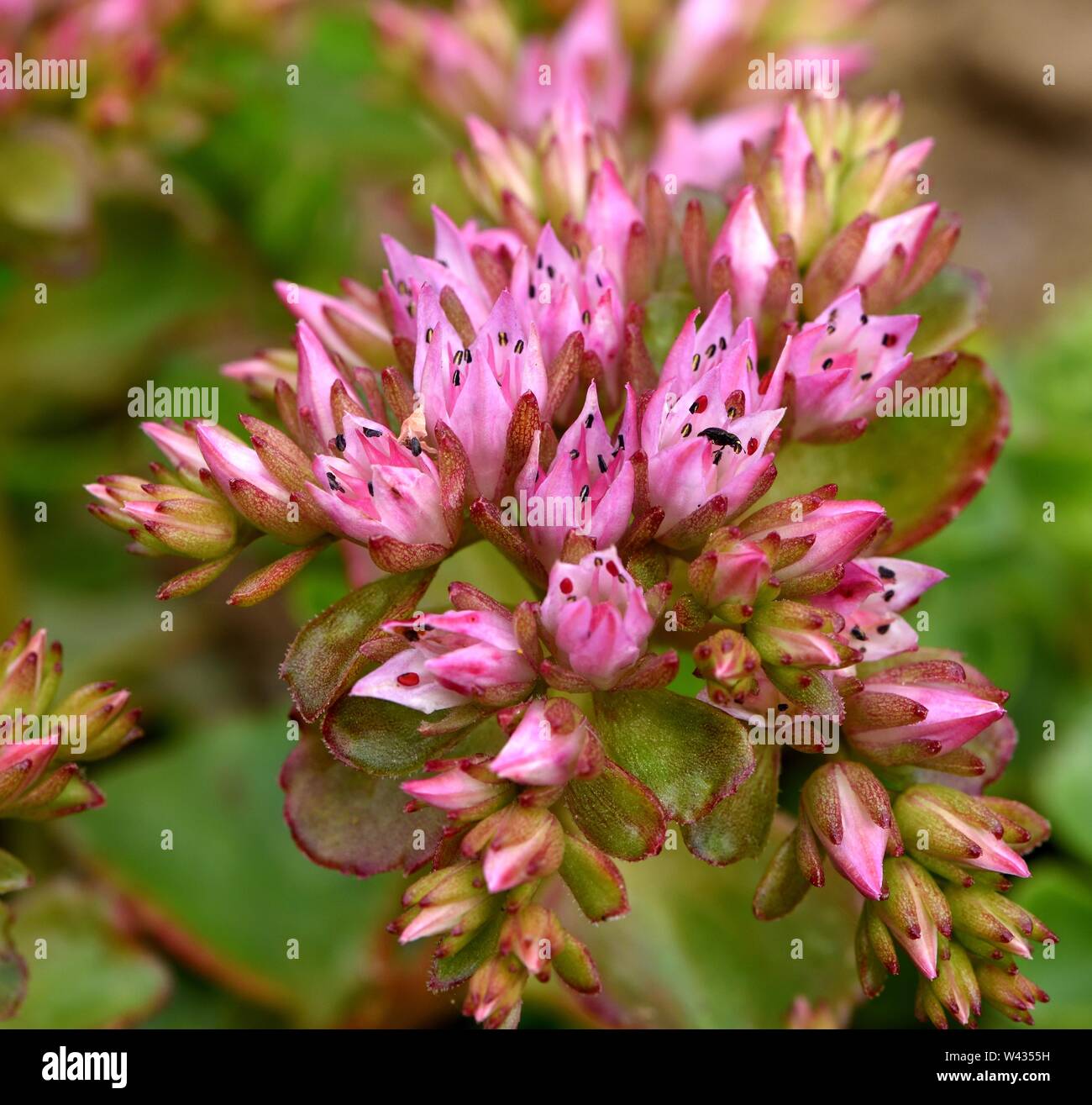 Primo piano del fiore di Sedum. Foto Stock