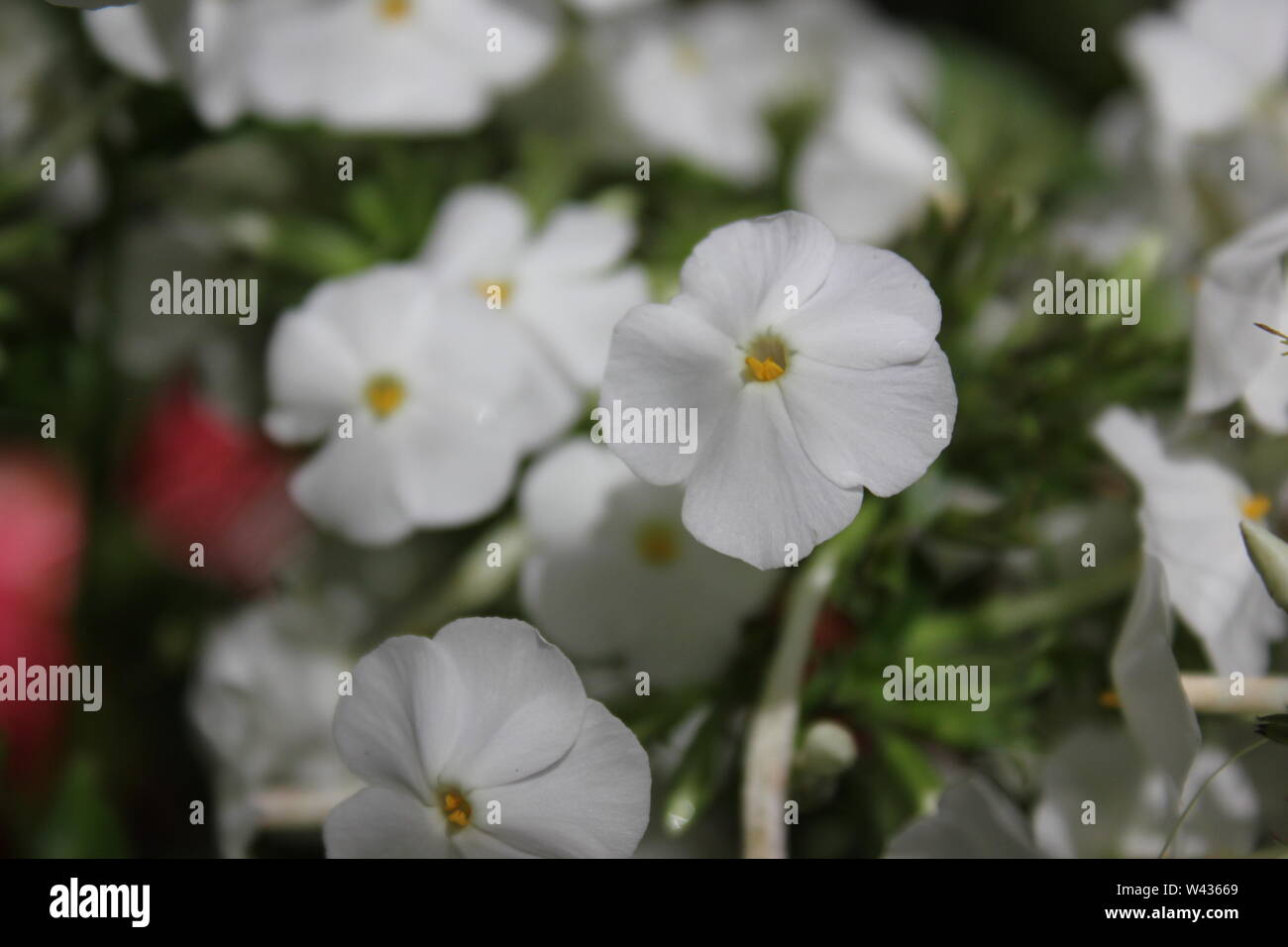 Phlox paniculata, cadono phlox, giardino phlox, perenne phlox, o estate phlox, bianco fiori. Foto Stock