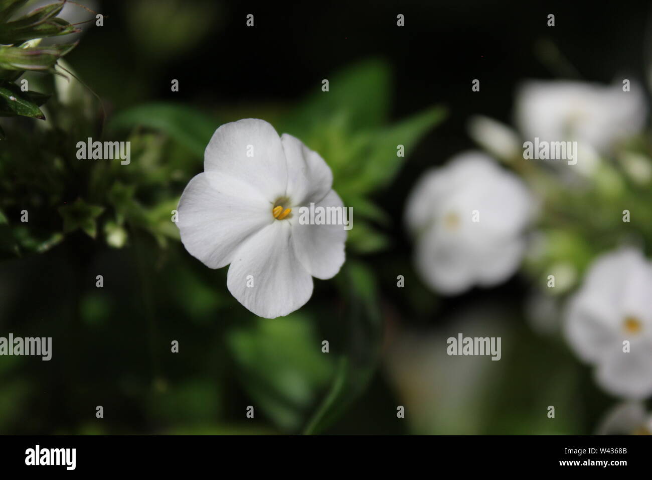 Phlox paniculata, cadono phlox, giardino phlox, perenne phlox, o estate phlox, bianco fiori. Foto Stock