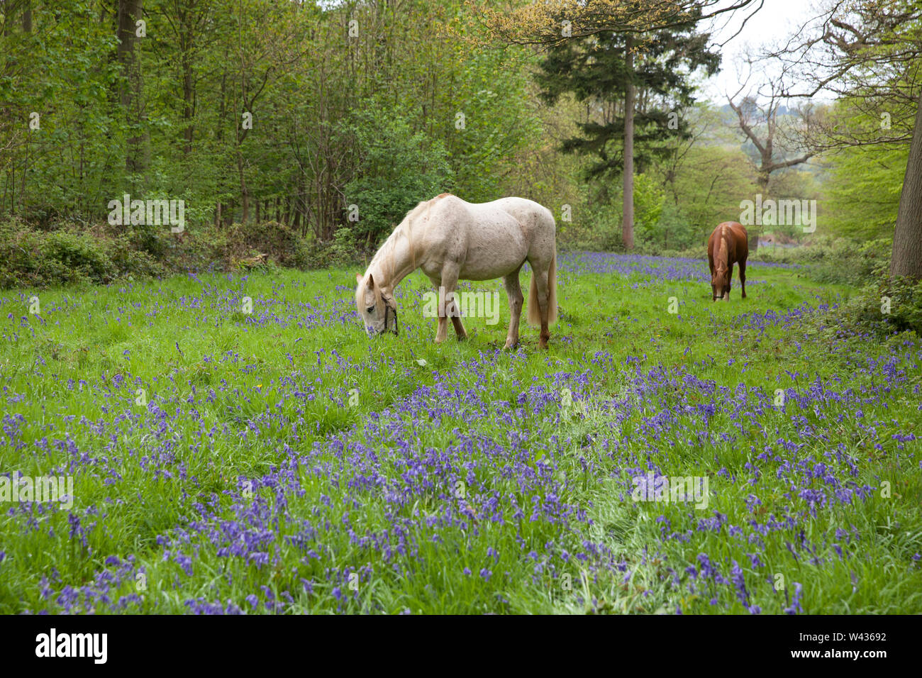 Cavalli al pascolo in un bosco con un tappeto di fioritura bluebells, primavera, Hertfordshire, Regno Unito Foto Stock