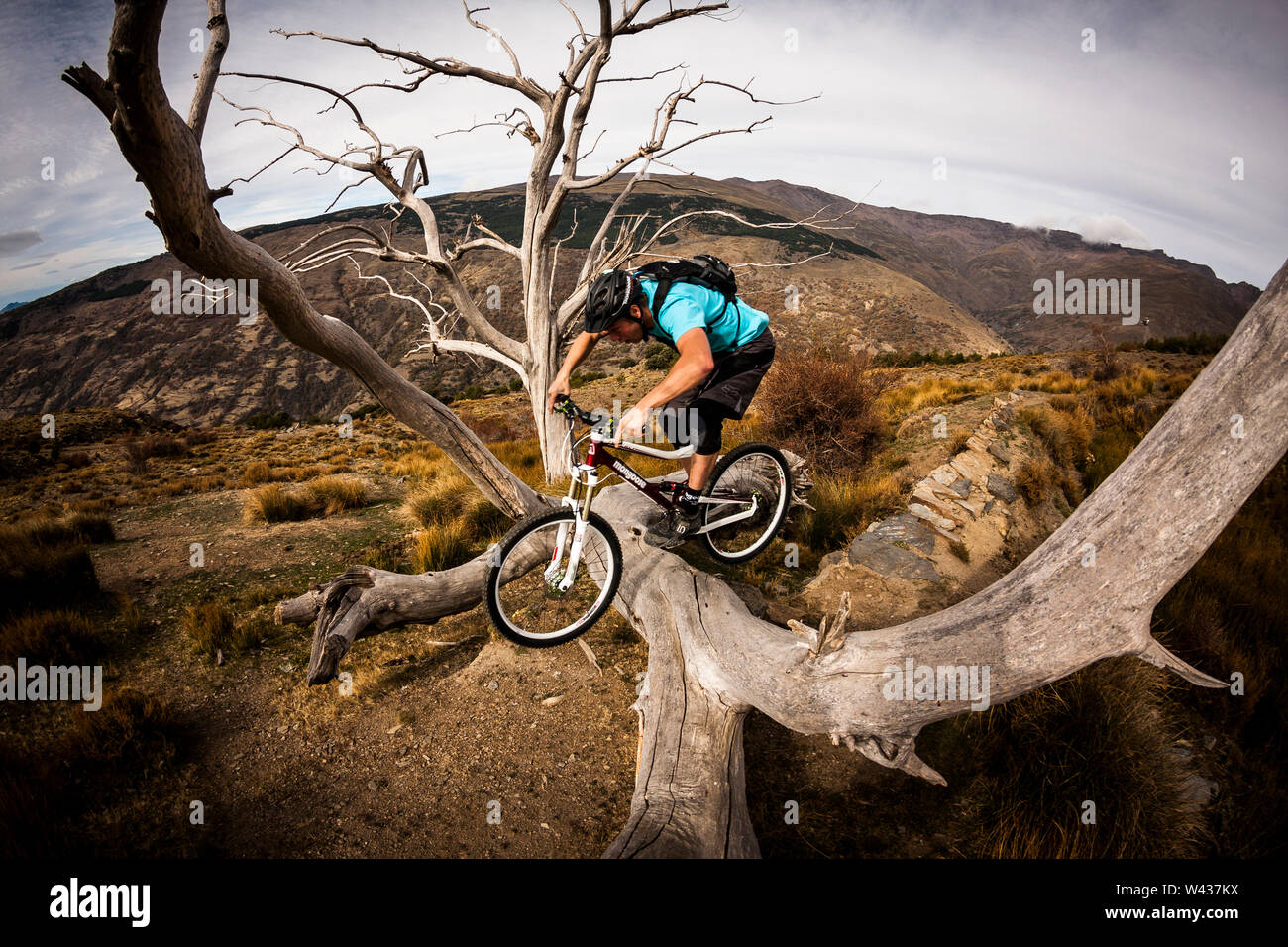 Professional mountain biker, Chris Akrigg, a cavallo su un albero morto che è caduto attraverso il sentiero. Foto Stock
