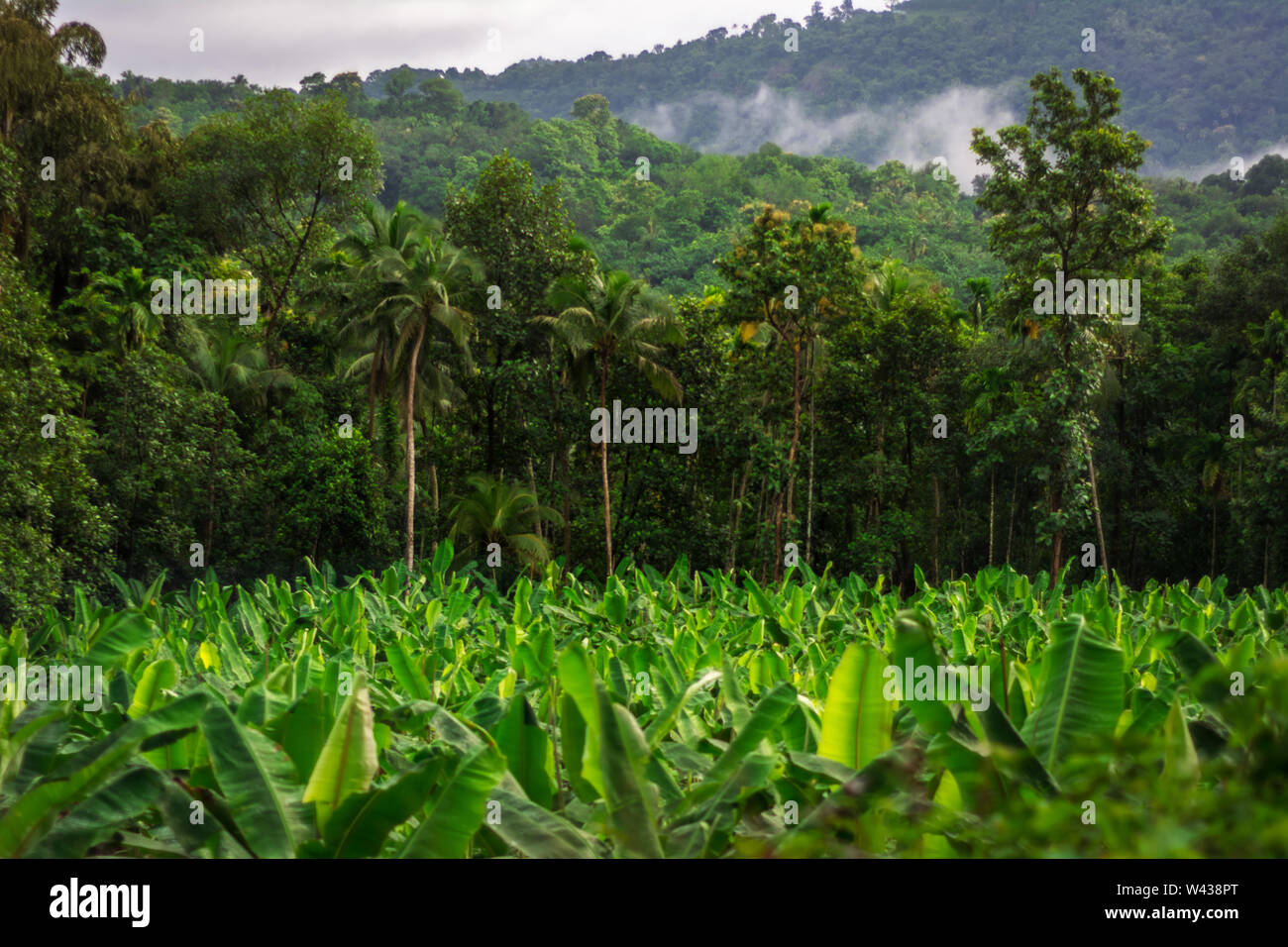 Vagamon, Kerala, India - 07 Luglio 2019: paesaggio rurale comune piantagione di banane in India Foto Stock