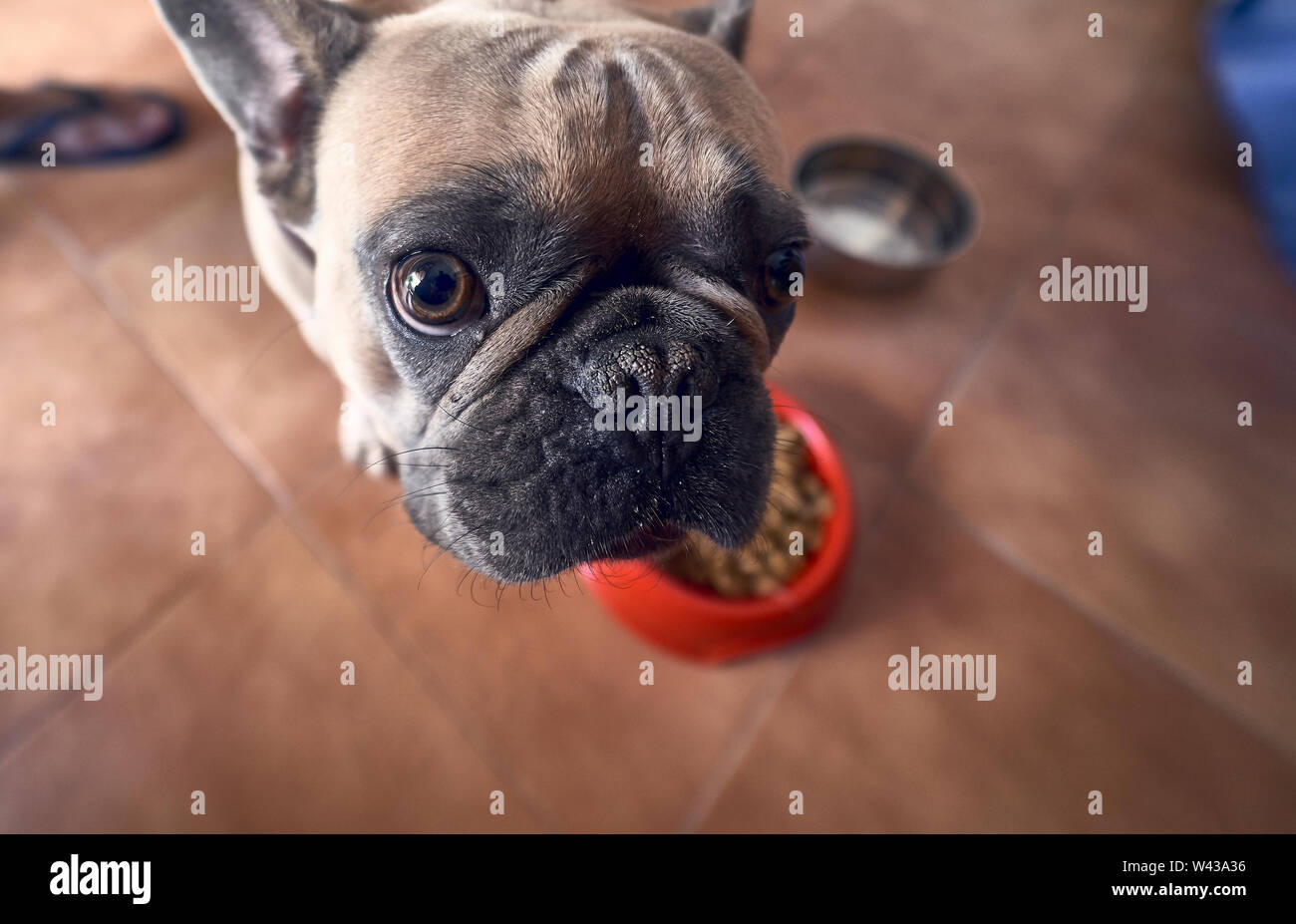 Bruna giovane bulldog francese Foto Stock