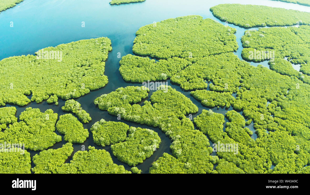Panoramica aerea della foresta di mangrovie in vista Siargao island,Filippine. Paesaggio di mangrovie Foto Stock