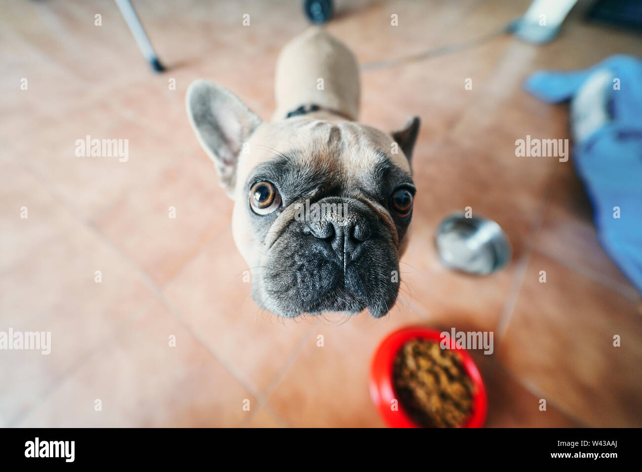 Bruna giovane bulldog francese Foto Stock