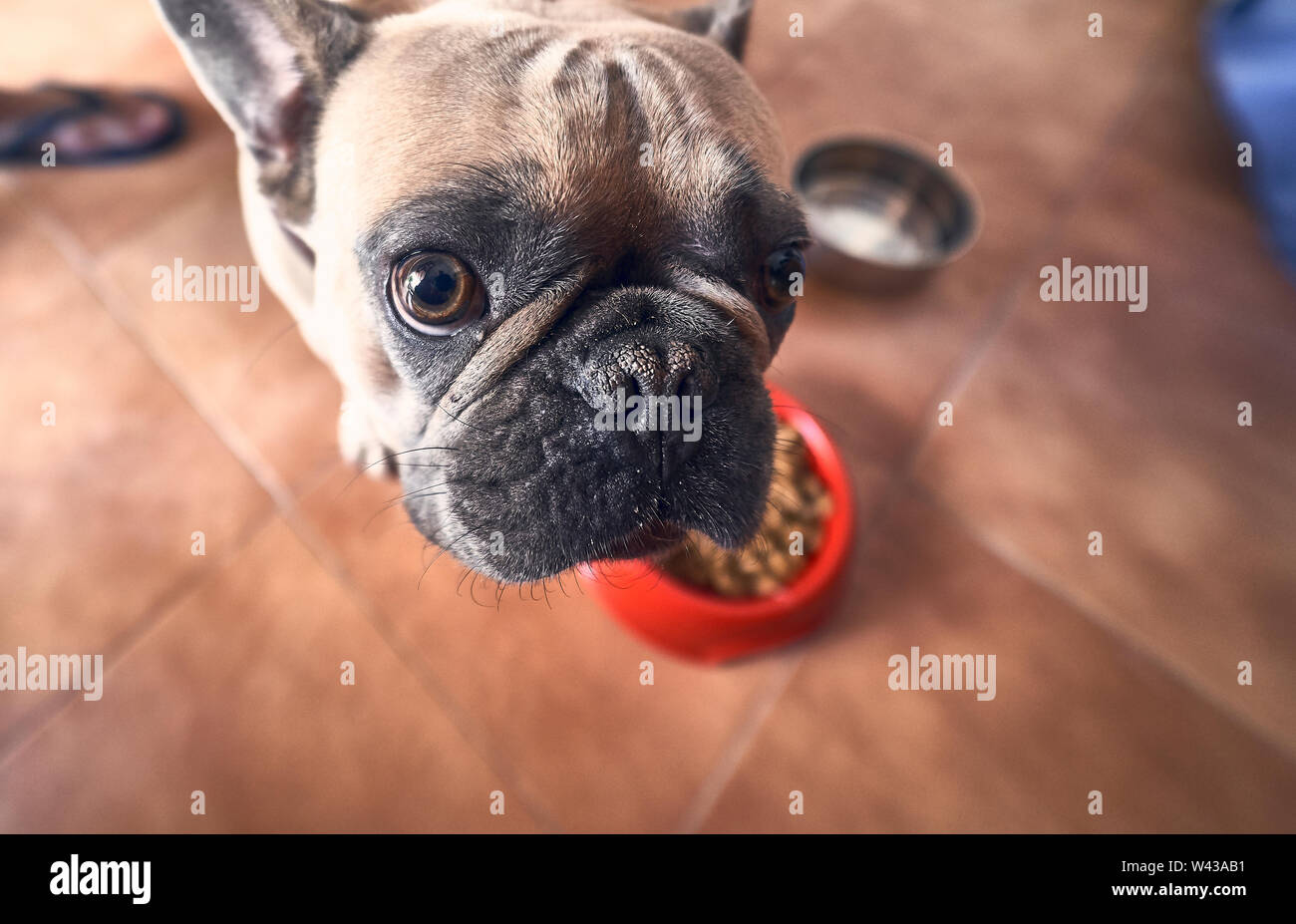 Bruna giovane bulldog francese Foto Stock