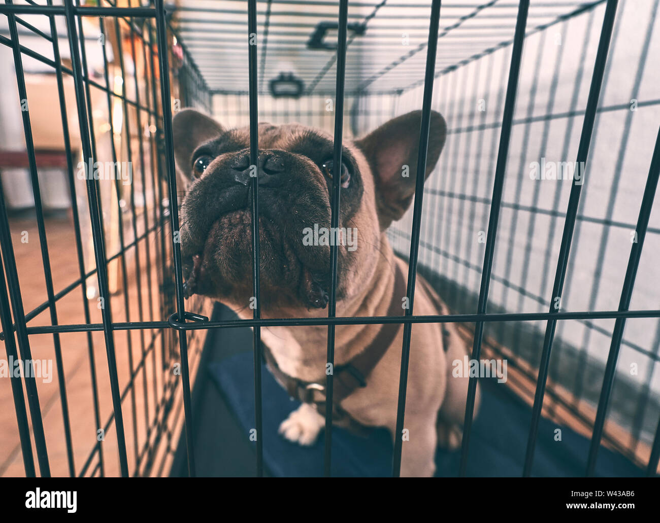 Bruna giovane bulldog francese in una gabbia Foto Stock