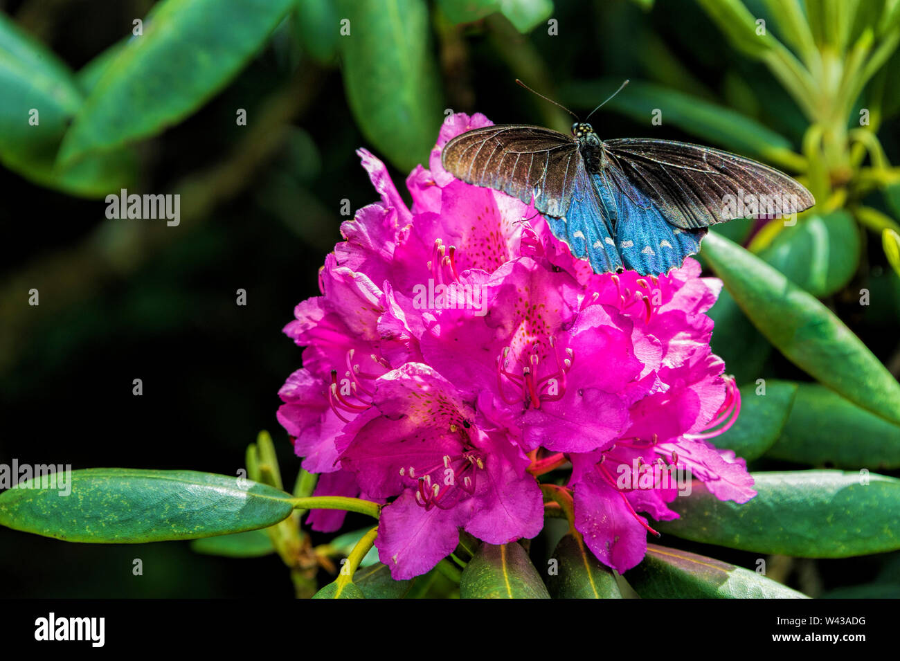 Close up di un Pipevine farfalla a coda di rondine su un rododendro Catawba su Stefano montagna, Tennessee. Foto Stock