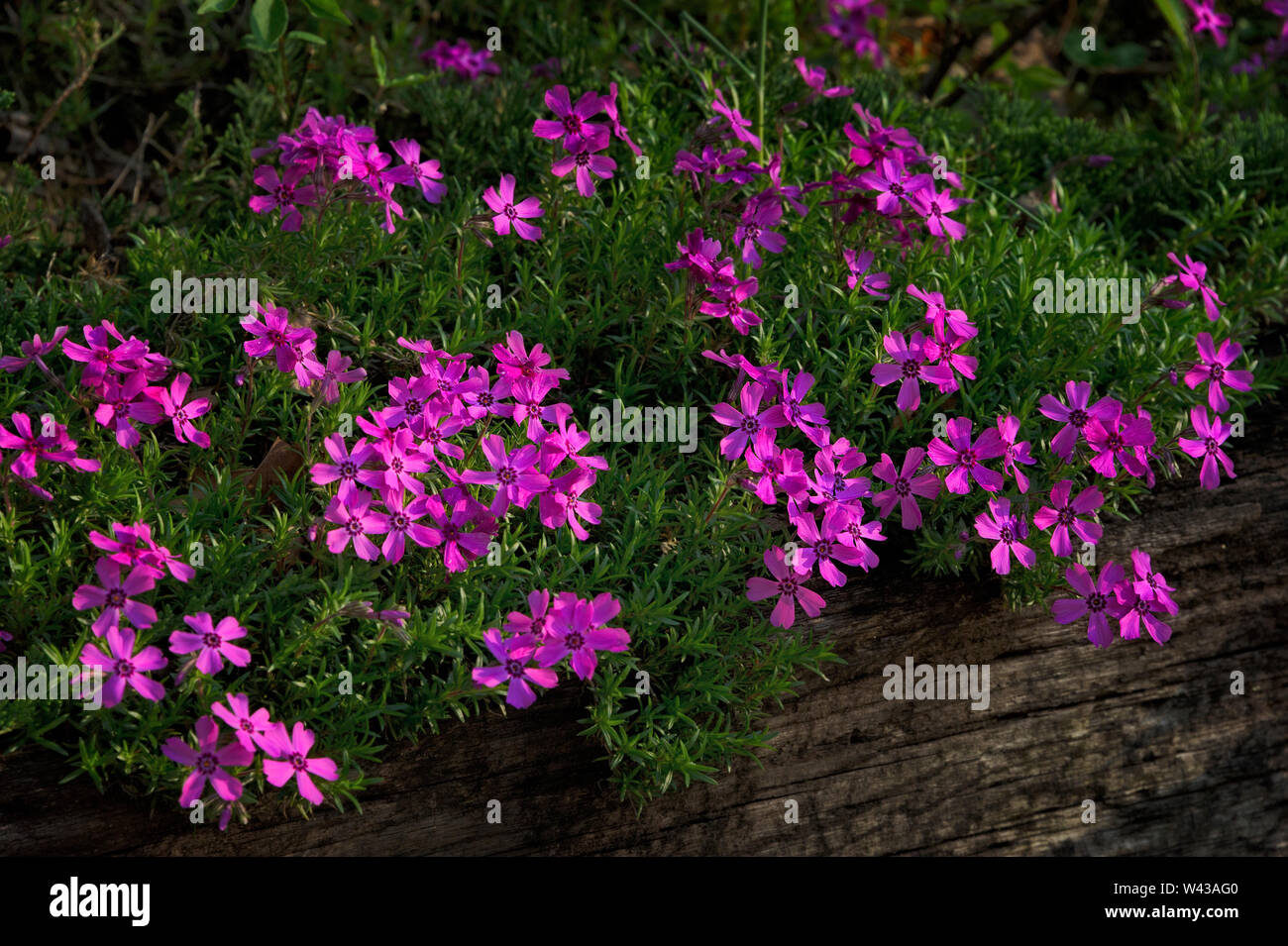 Bella Phlox che fiorisce in un giardino di drappeggio su legno parete di ritegno. Foto Stock