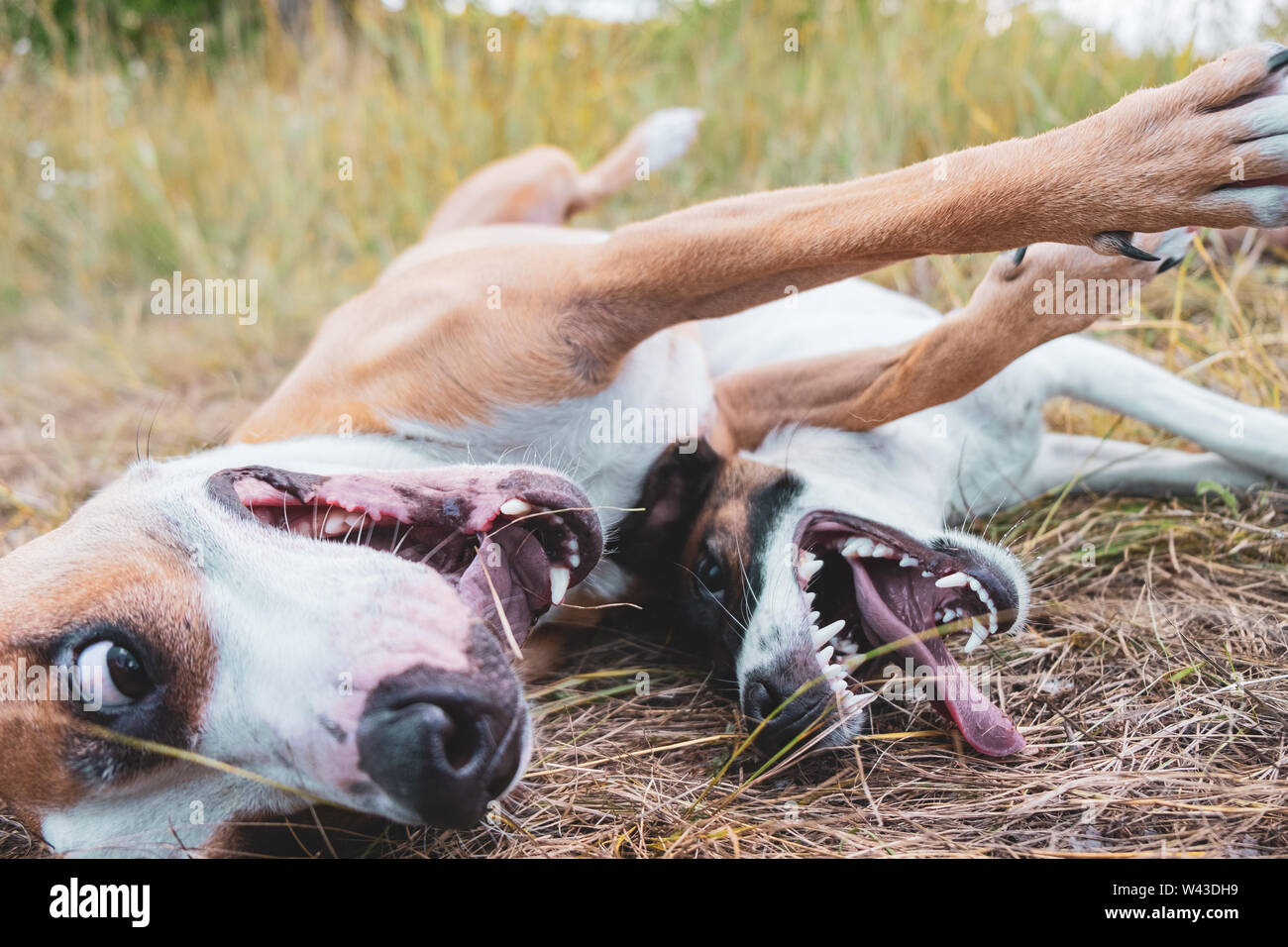 Due divertenti crazy cani divertirsi nel prato. Un cane e un cucciolo di giocare all'aperto, dinamico shot con soft focus Foto Stock