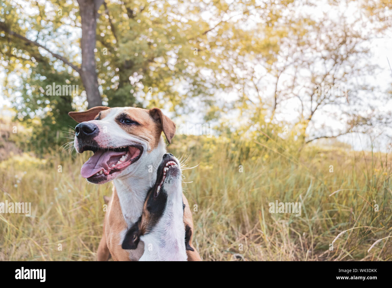 Due migliori amici pelosi a camminare. Cresciuto nello Staffordshire terrier e un giocoso cucciolo sedersi nel prato Foto Stock