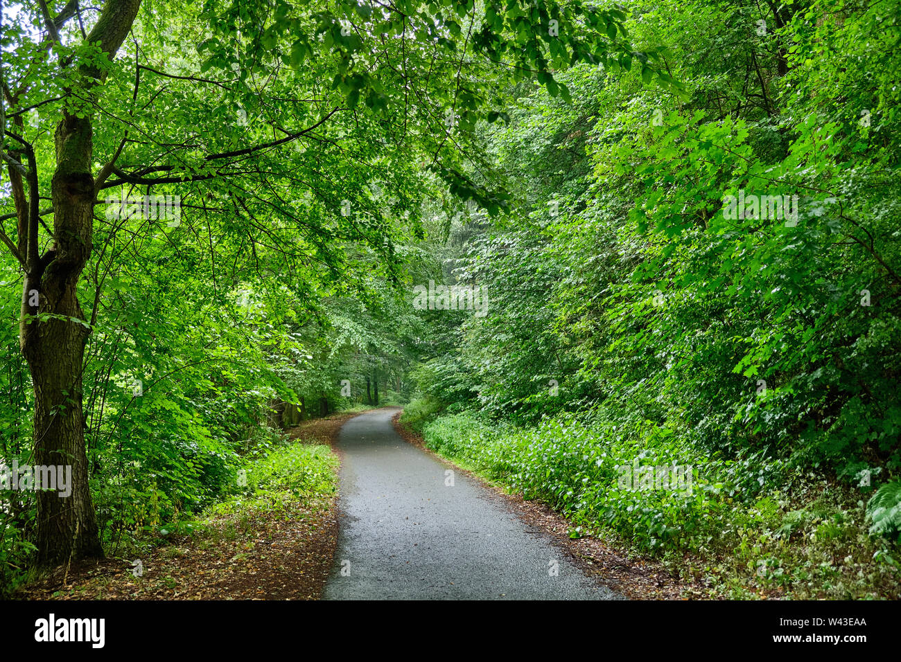 Un sentiero con fondo in asfalto e pista ciclabile che conduce attraverso una bellissima foresta verde con un fresco e rigoglioso fogliame Foto Stock