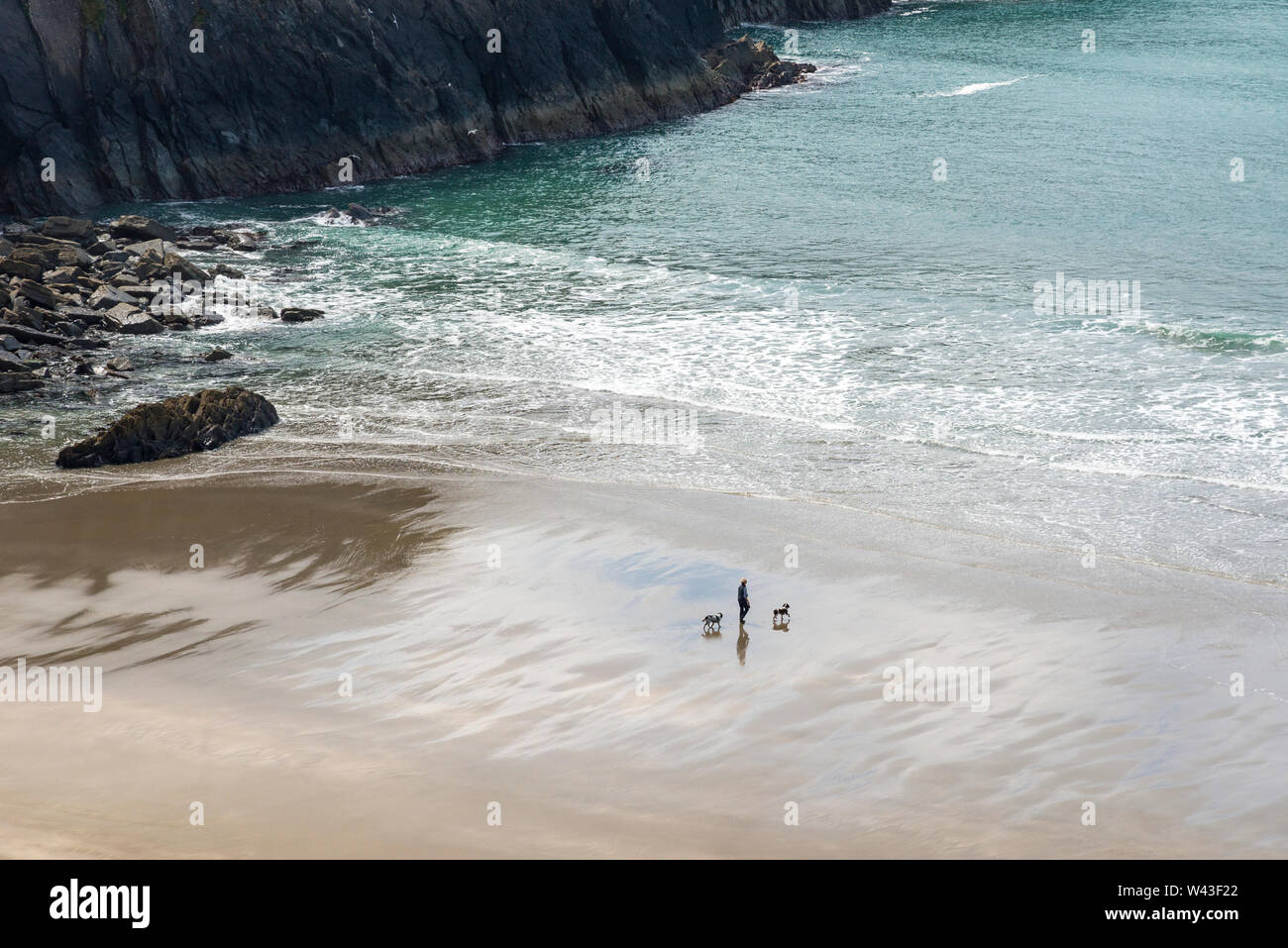 Donna camminando due cani sulla spiaggia a Traeth Llyfn vicino Abereiddy in Il Pembrokeshire Coast National Park, il Galles. Foto Stock