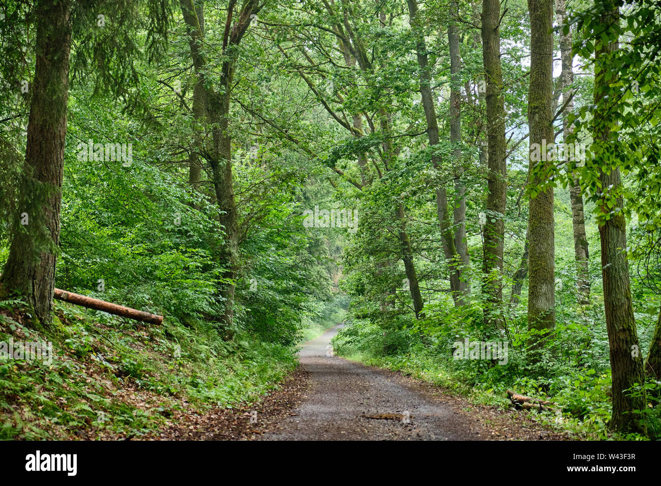 Un sentiero con fondo in asfalto e pista ciclabile che conduce attraverso una bellissima foresta verde con un fresco e rigoglioso fogliame Foto Stock