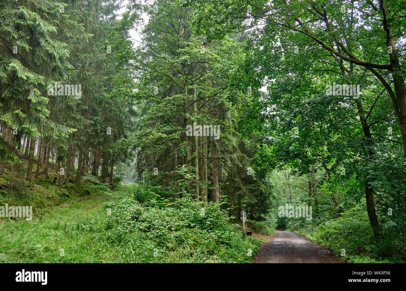 Un sentiero pedonale e ciclabile che conduce attraverso una bellissima foresta verde con un fresco e rigoglioso fogliame Foto Stock