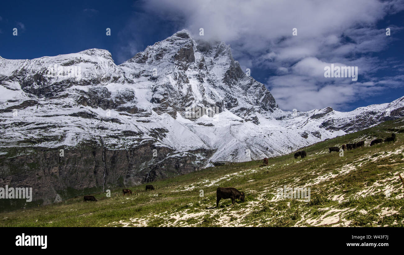 Vista del paesaggio del versante sud del Cervino, vista da Plan Maison.prato verde nella parte anteriore con un gruppo di vacche, cielo blu con nuvole bianche a Foto Stock