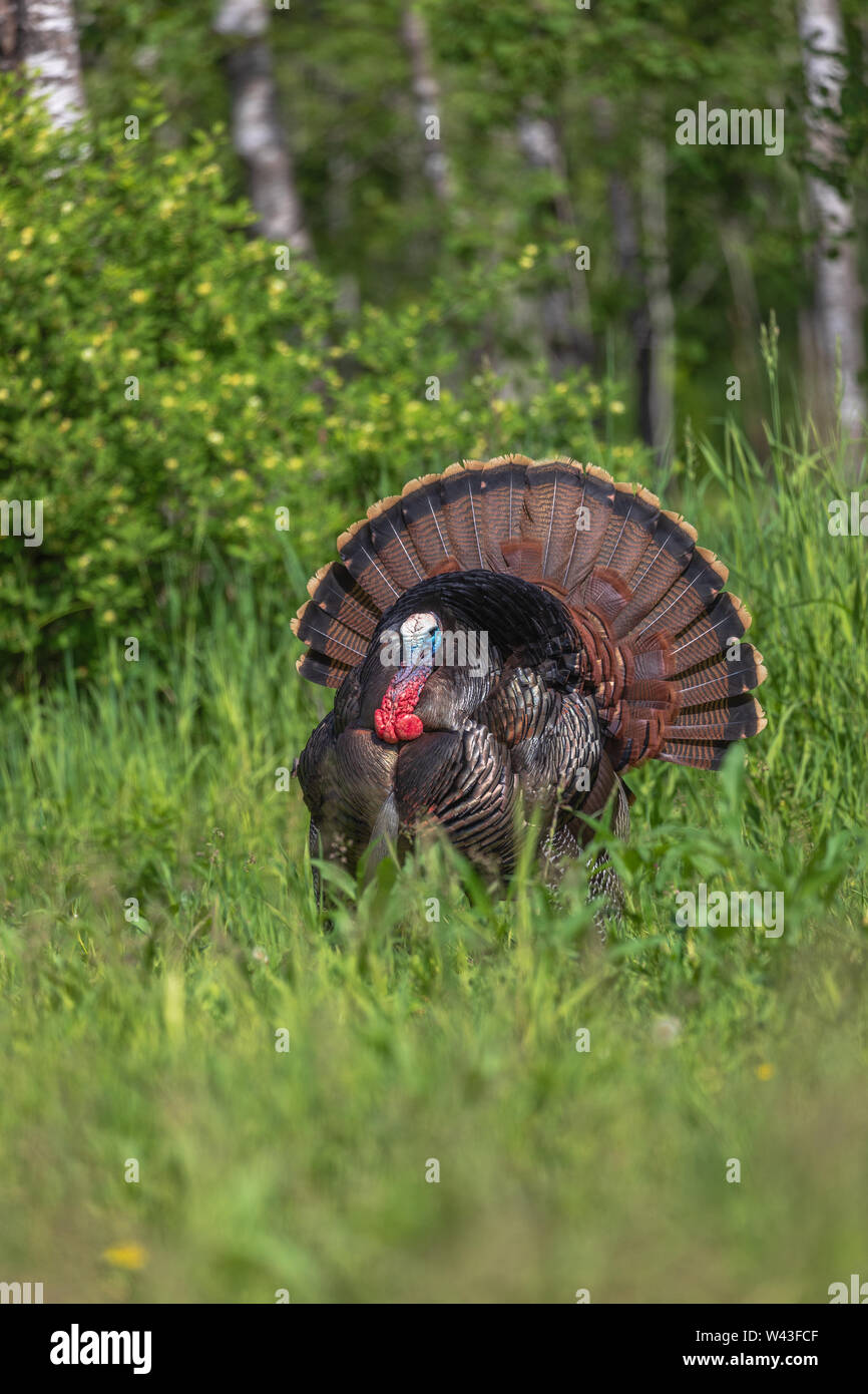 Tom turchia strutting per una gallina in Wisconsin settentrionale. Foto Stock