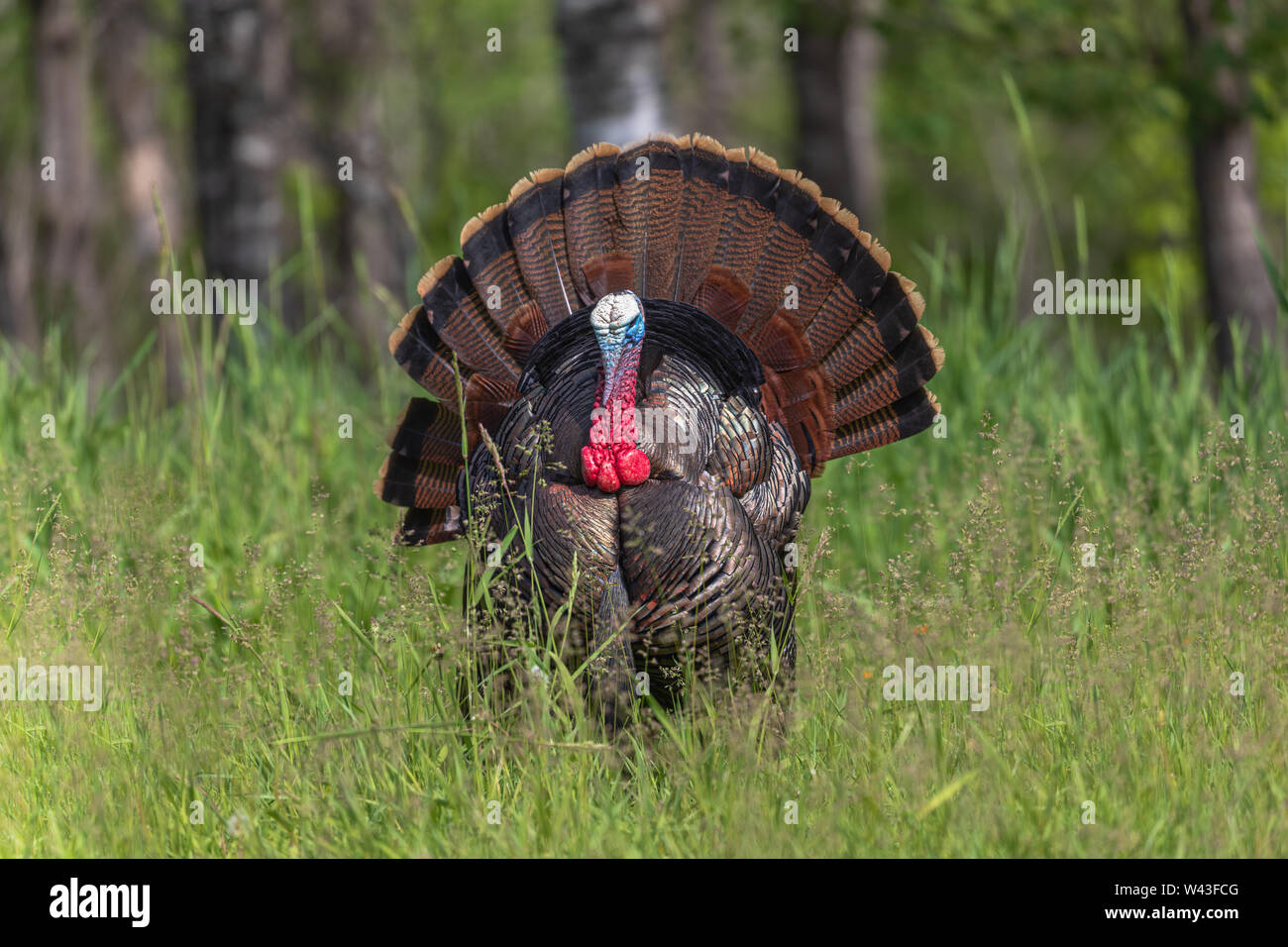 Tom turchia strutting per una gallina in Wisconsin settentrionale. Foto Stock