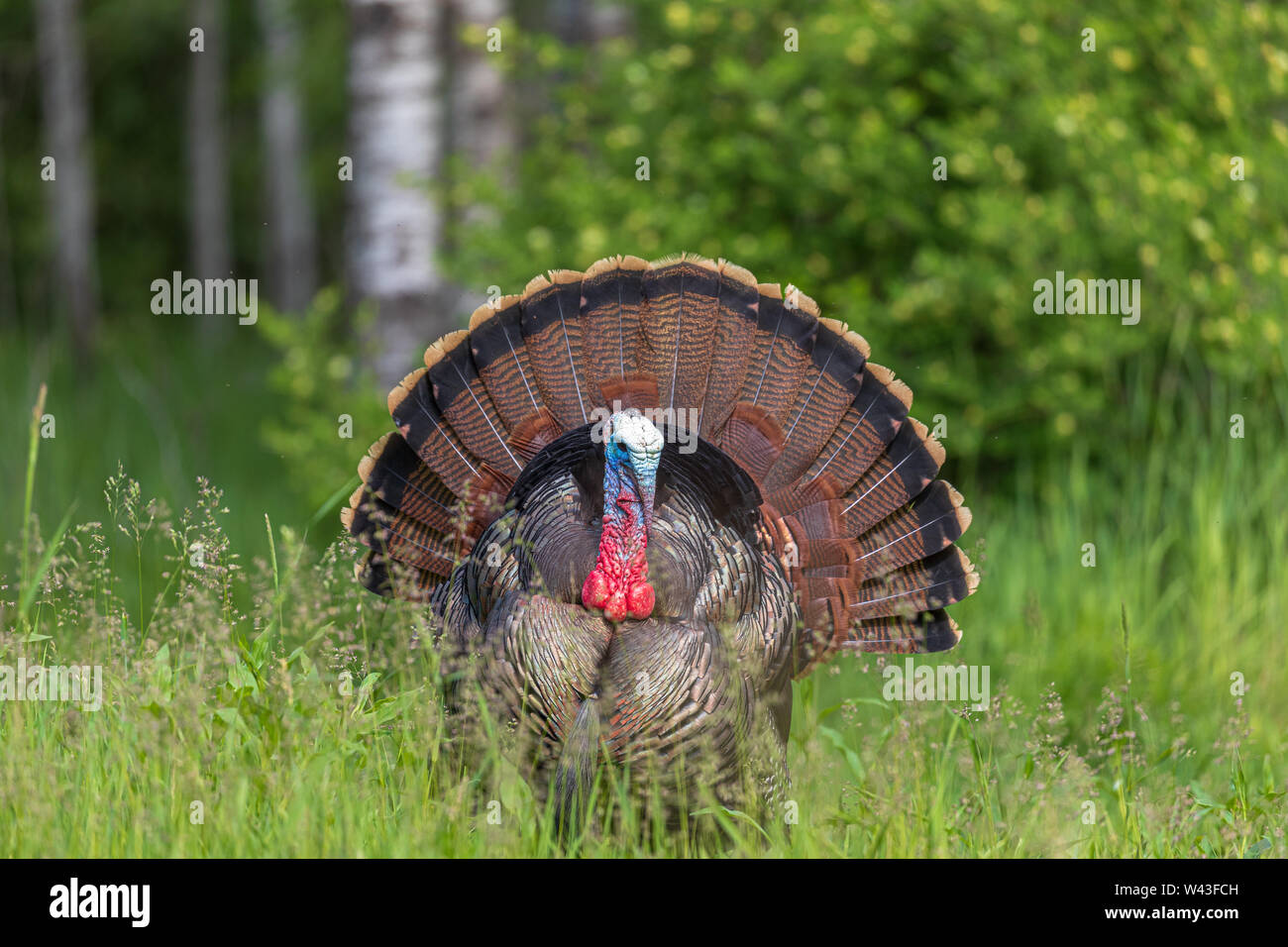 Tom turchia strutting per una gallina in Wisconsin settentrionale. Foto Stock