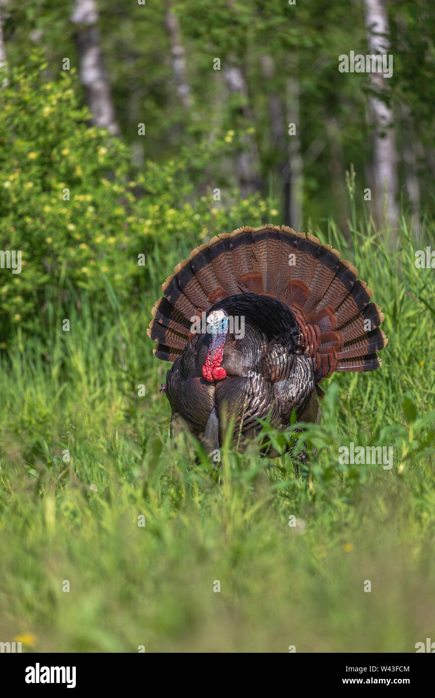 Tom turchia strutting per una gallina in Wisconsin settentrionale. Foto Stock
