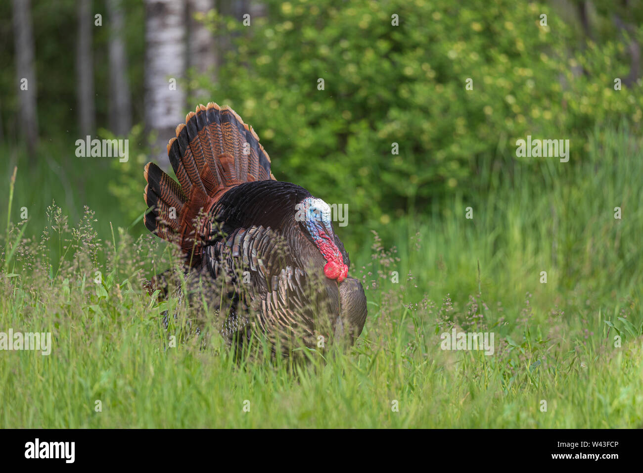 Tom turchia strutting per una gallina in Wisconsin settentrionale. Foto Stock