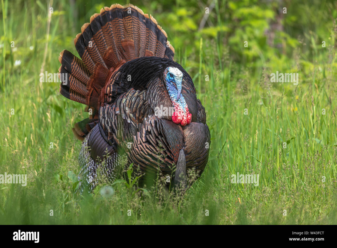 Tom turchia strutting per una gallina in Wisconsin settentrionale. Foto Stock