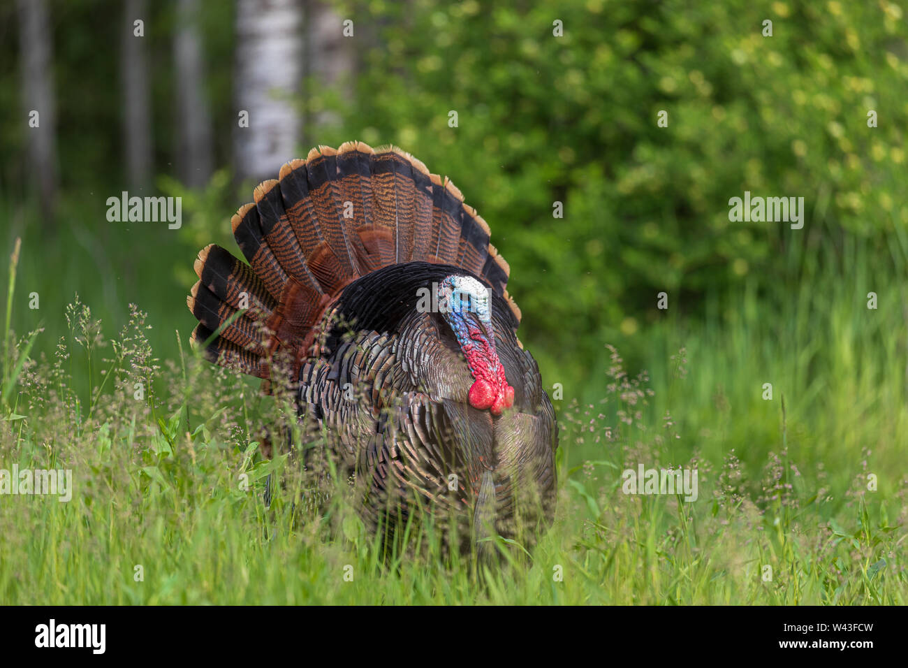 Tom turchia strutting per una gallina in Wisconsin settentrionale. Foto Stock