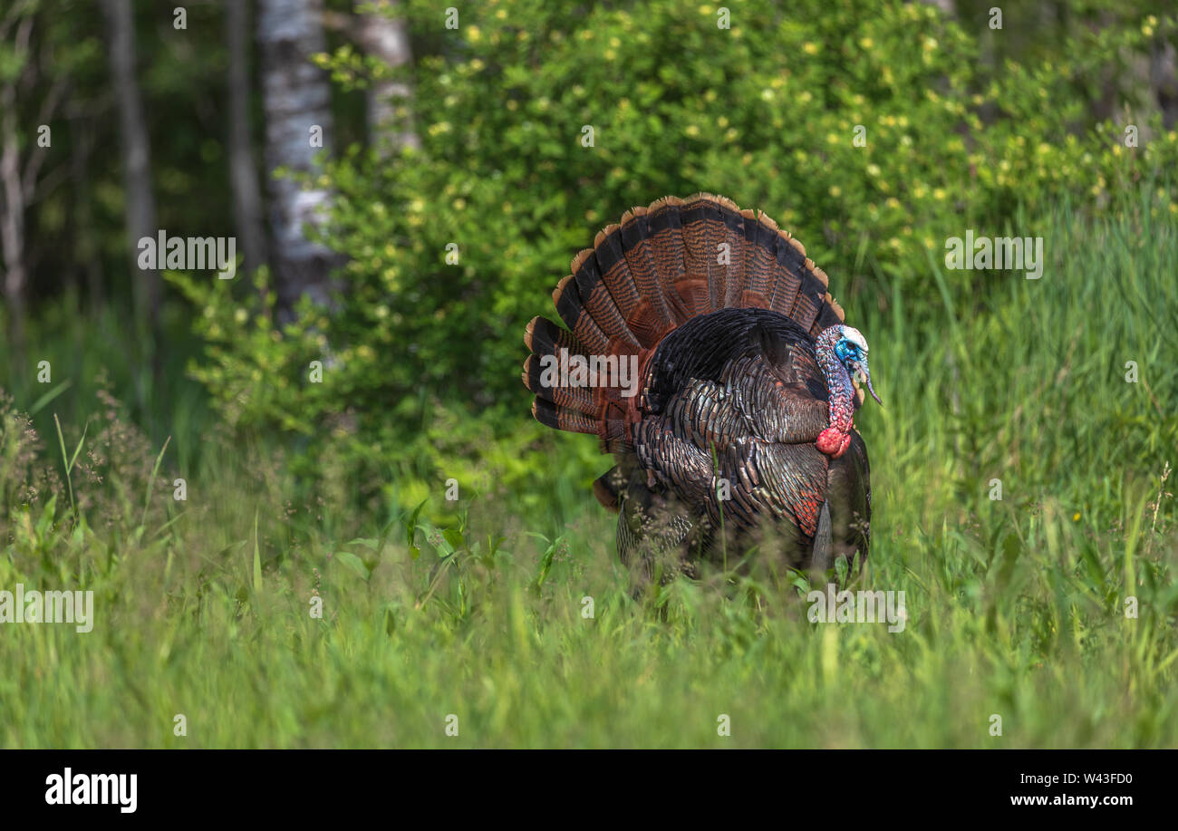 Tom turchia strutting per una gallina in Wisconsin settentrionale. Foto Stock