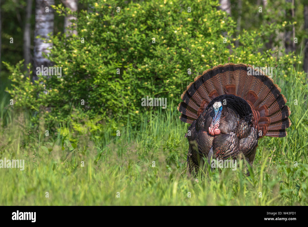 Tom turchia strutting per una gallina in Wisconsin settentrionale. Foto Stock