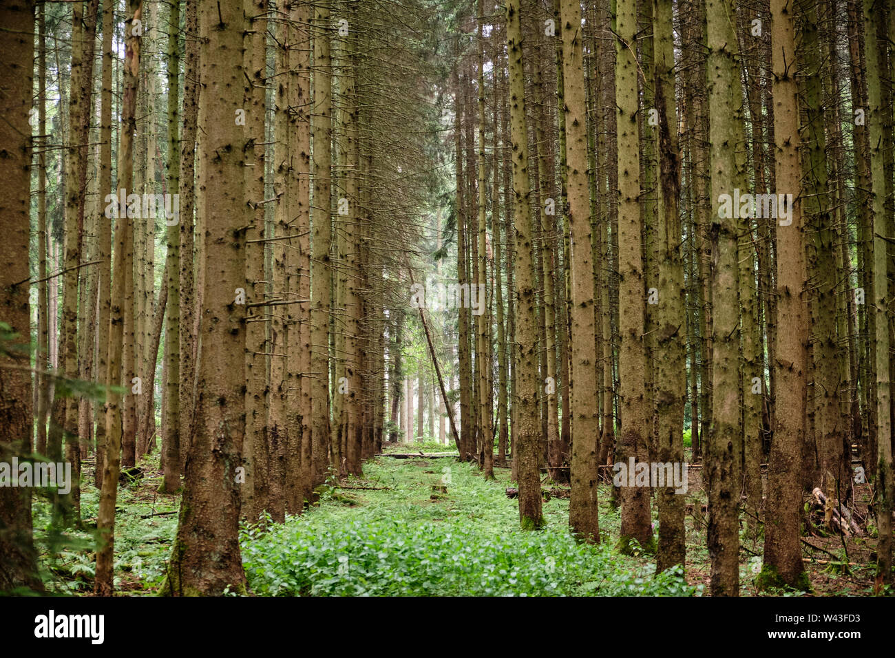 I tronchi di alberi in piedi in una fila in una foresta di tedesco Foto Stock