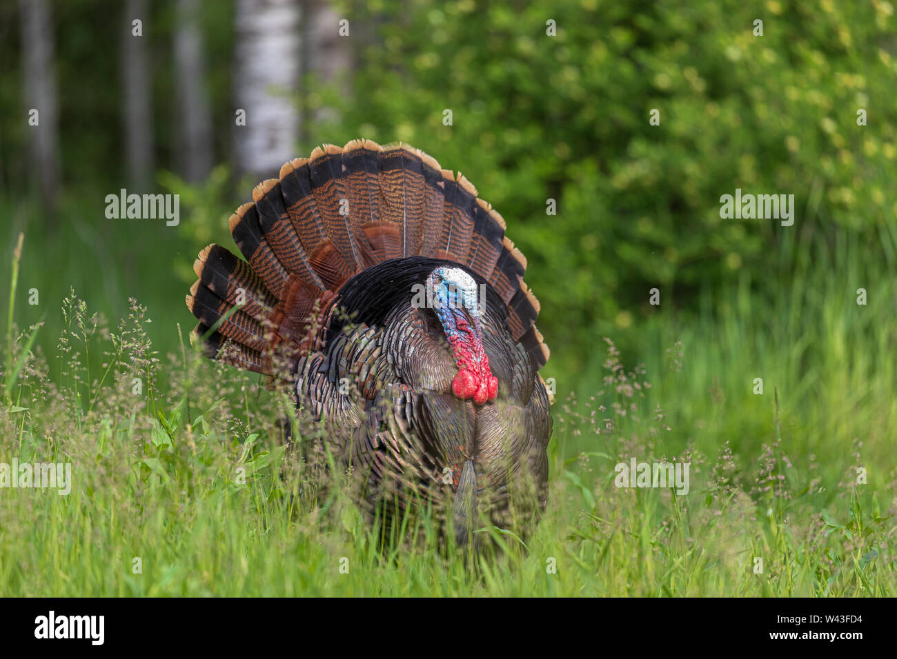 Tom turchia strutting per una gallina in Wisconsin settentrionale. Foto Stock