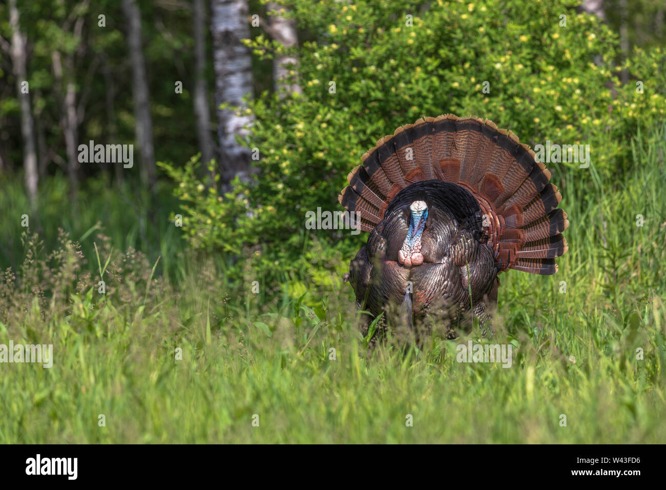 Tom turchia strutting per una gallina in Wisconsin settentrionale. Foto Stock