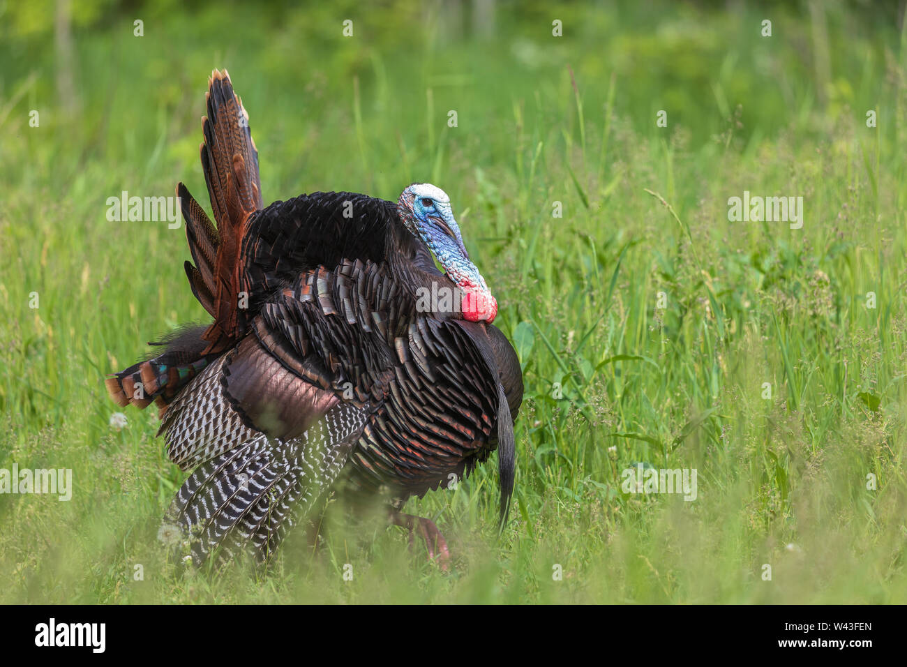 Tom turchia strutting per una gallina in Wisconsin settentrionale. Foto Stock