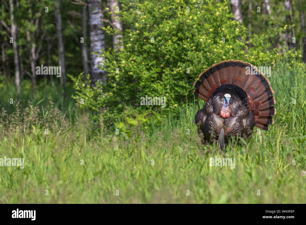 Tom turchia strutting per una gallina in Wisconsin settentrionale. Foto Stock