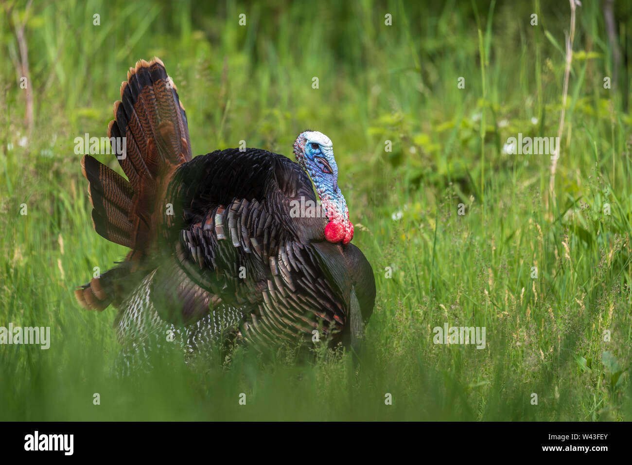 Tom turchia strutting per una gallina in Wisconsin settentrionale. Foto Stock