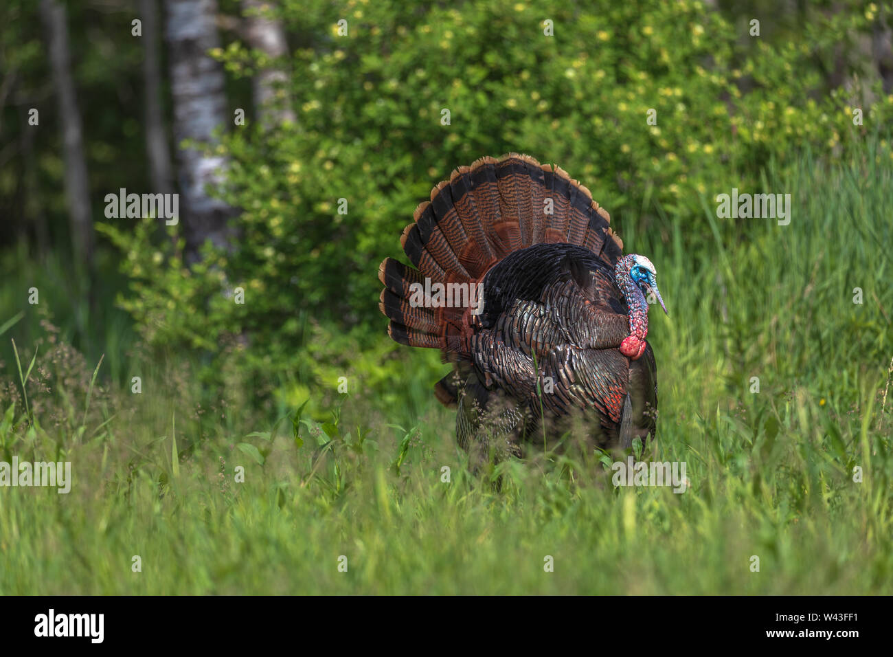 Tom turchia strutting per una gallina in Wisconsin settentrionale. Foto Stock