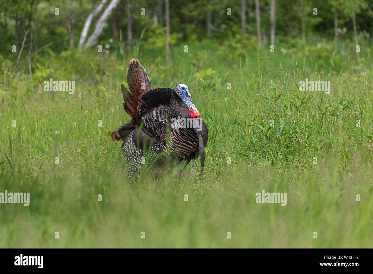 Tom turchia strutting per una gallina in Wisconsin settentrionale. Foto Stock