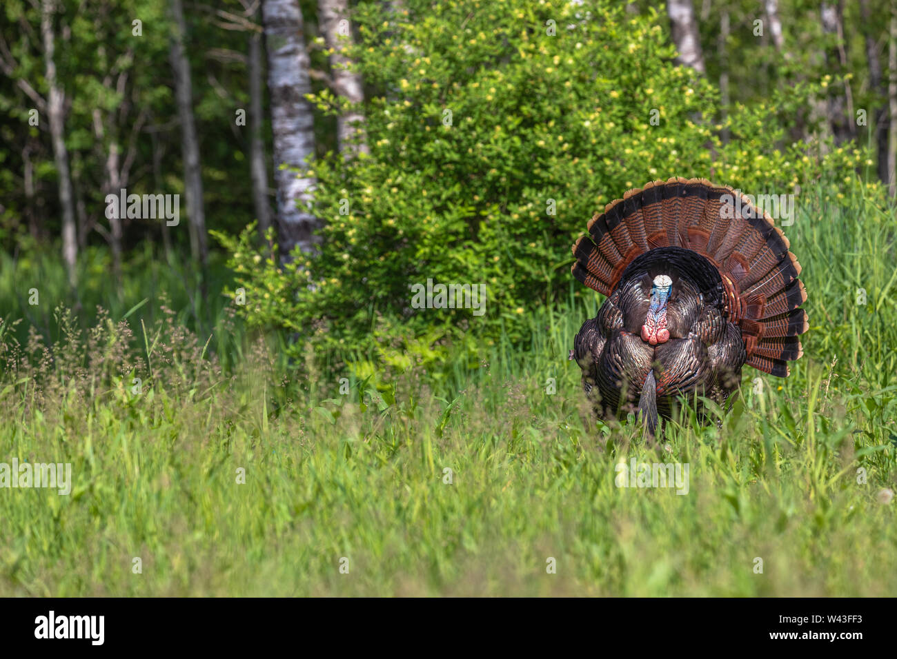 Tom turchia strutting per una gallina in Wisconsin settentrionale. Foto Stock