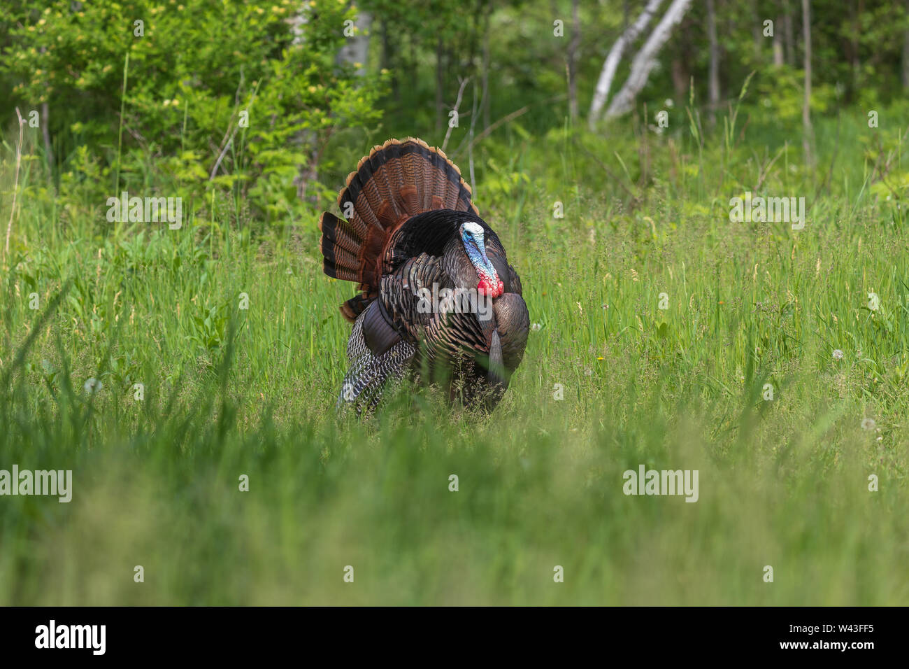 Tom turchia strutting per una gallina in Wisconsin settentrionale. Foto Stock