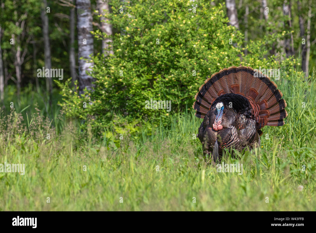 Tom turchia strutting per una gallina in Wisconsin settentrionale. Foto Stock