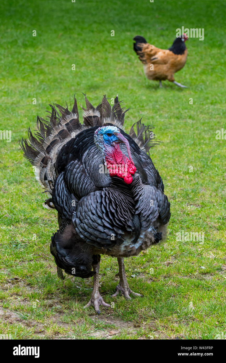Nero / Spagnolo Norfolk nero (Meleagris gallopavo) maschio / tom / interno gobbler tacchini e polli presso l'azienda Foto Stock