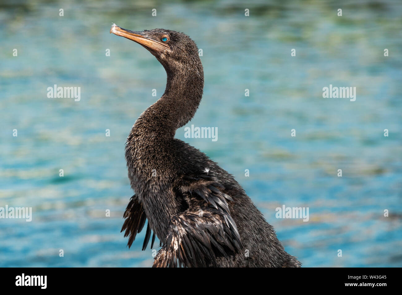 Galapagos fauna selvatica uccello cormorano senza luce aka cormorani galapagos che asciugano le ali via mare sull'isola di Fernandina, Espinoza Point, Ecuador, Sud America Foto Stock
