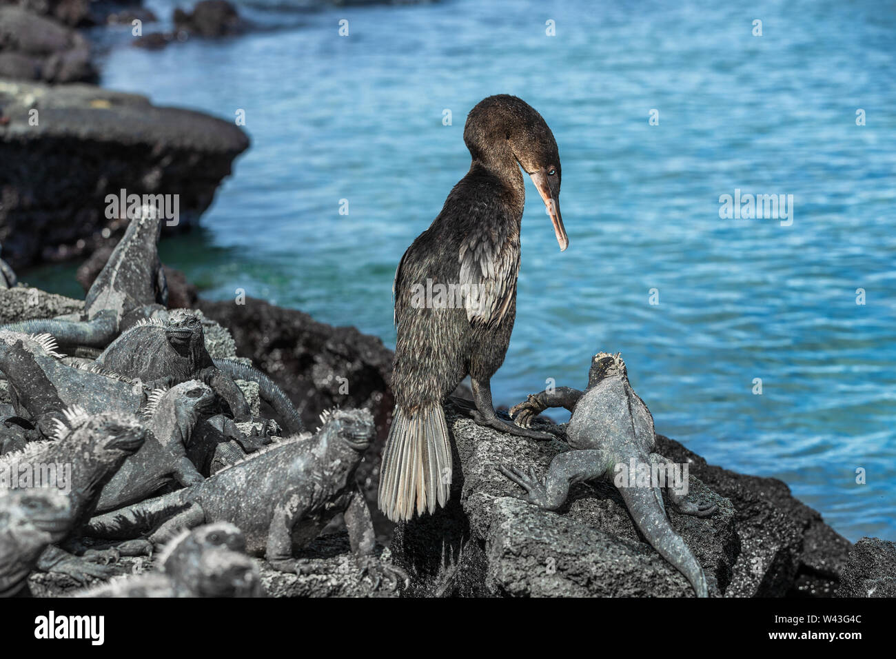 Le Galapagos wildlife bird flightless cormorant galapagos aka Cormorani che si asciugano le ali dall' oceano con iguane marine in appoggio sul Fernandina Island, Espinoza Foto Stock