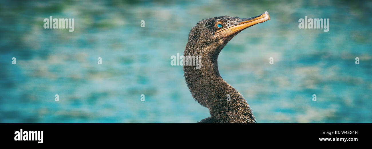 Galapagos senza luce cormorano fauna uccello cormorani occhi blu sull'oceano sfondo banner panoramico sull'isola di Fernandina, Espinoza Point, Ecuador Foto Stock