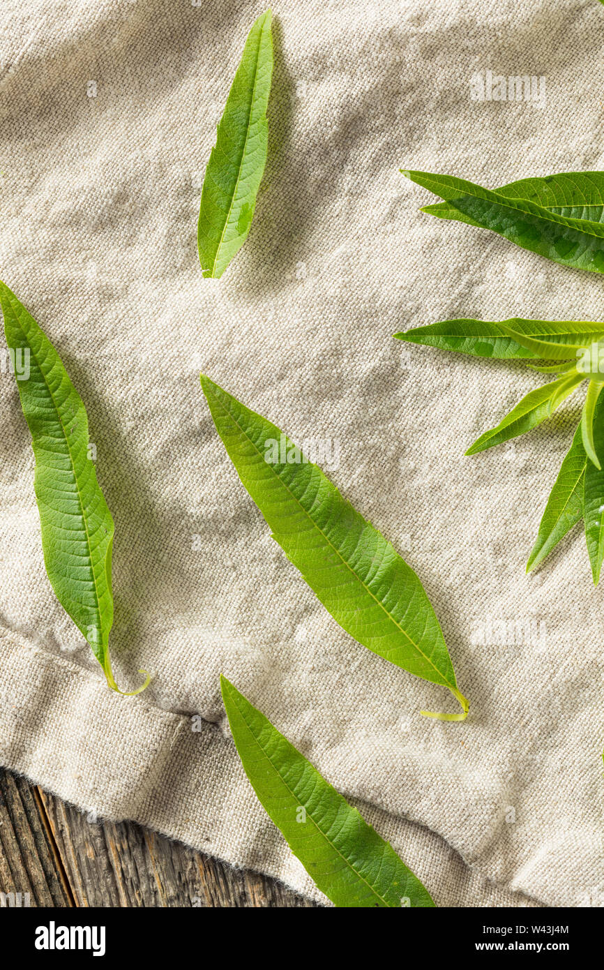 Organico verde limone fresco Verbena foglie di erbe Foto Stock