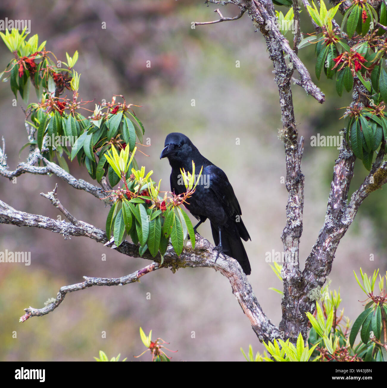 Crow e rododendri nel Langtang Valley. Il Nepal Foto Stock