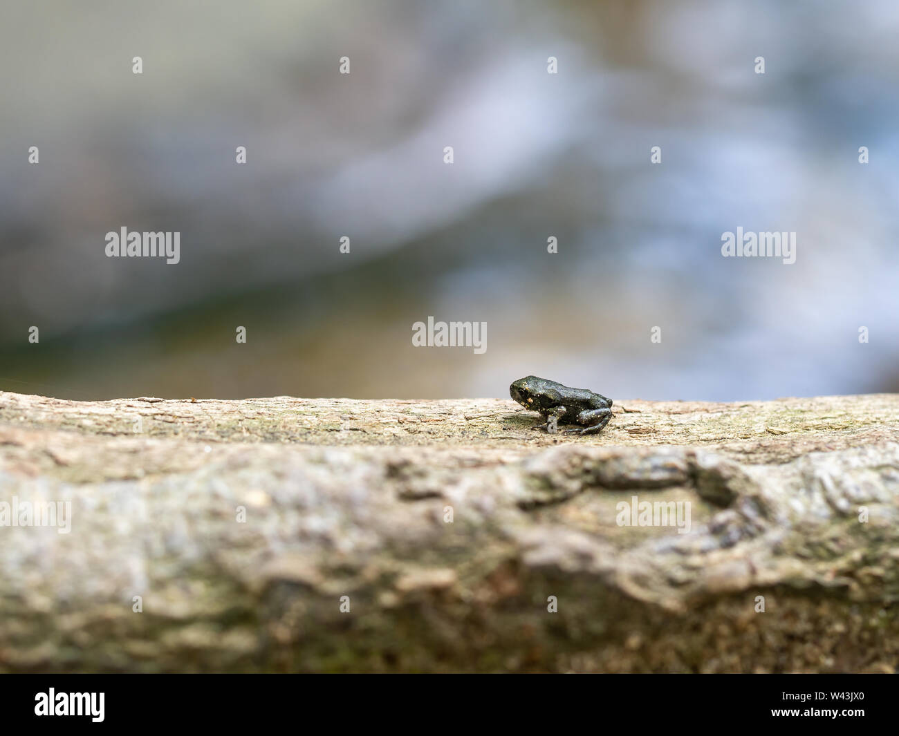 Piccolo rospo bambino sul bordo del laghetto. Appena metamorfosate. Foto Stock